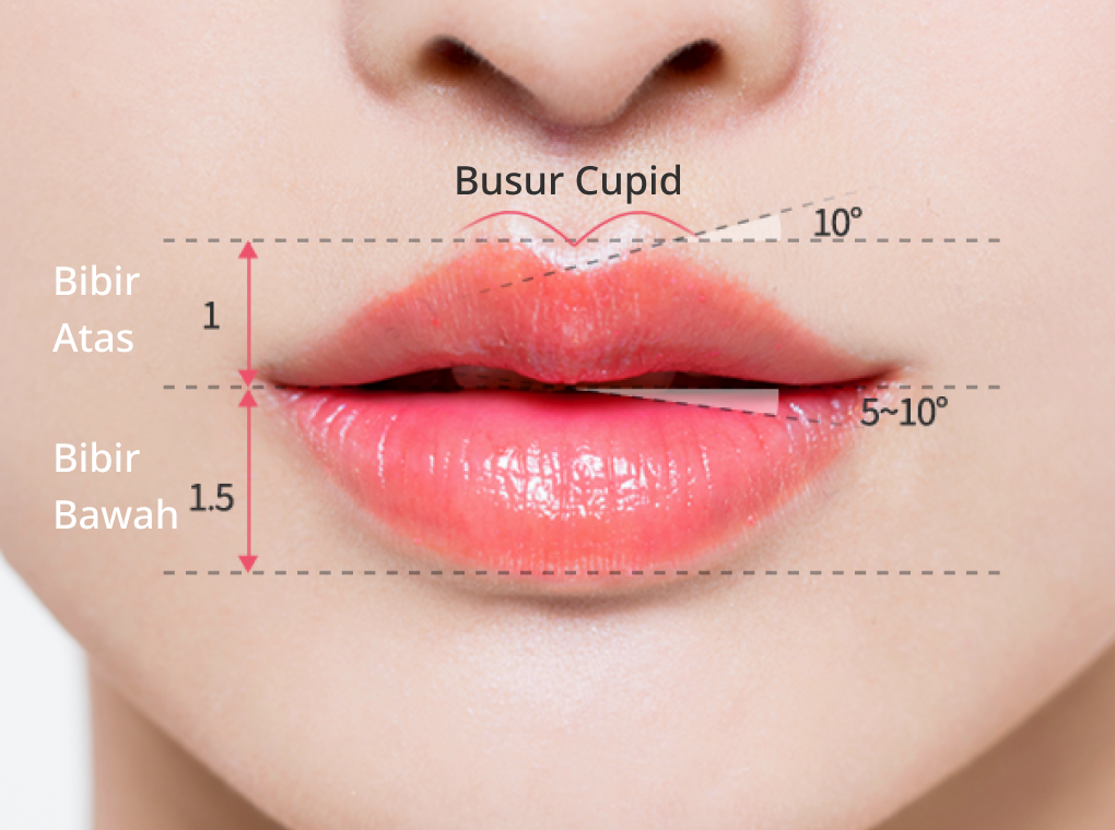 struktur bibir atas dan bibir bawah